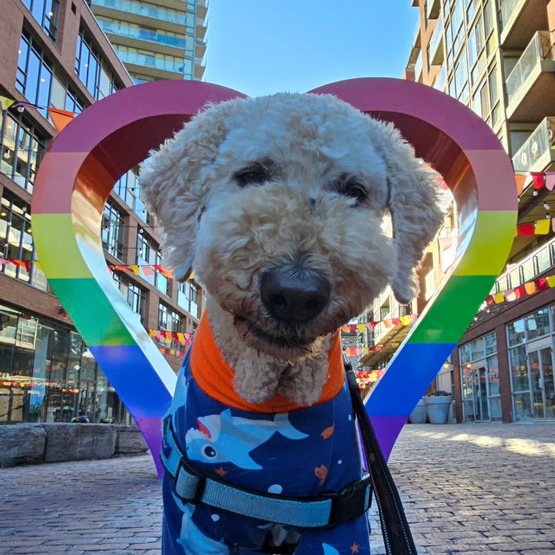 A cream poodle mix in a shark jacket in front of the rainbow heart in the Distillery District