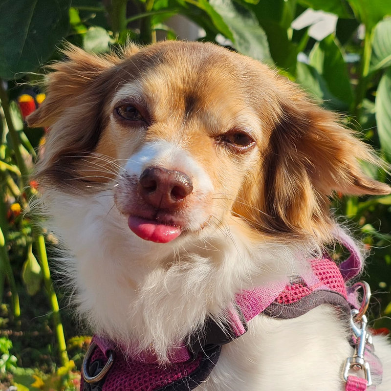 A spaniel mix mid tongue-flick in the garden