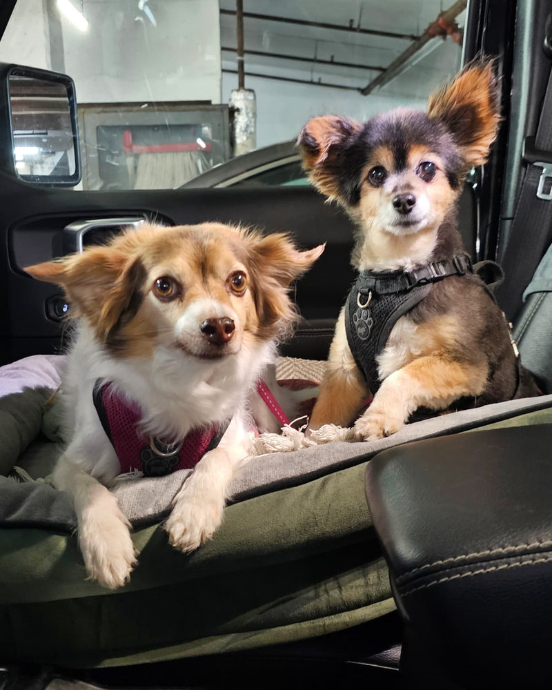 Two small long-haired dogs riding in a car dog bed, looking at the camera