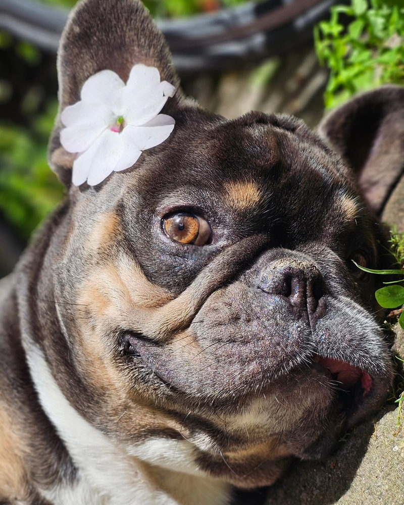 A French bulldog with a white flower resting on its ear