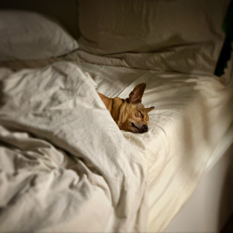 A small tan dog fast asleep, tucked into a white duvet