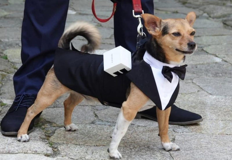 A small tan dog in a tuxedo and bow tie standing on cobblestones