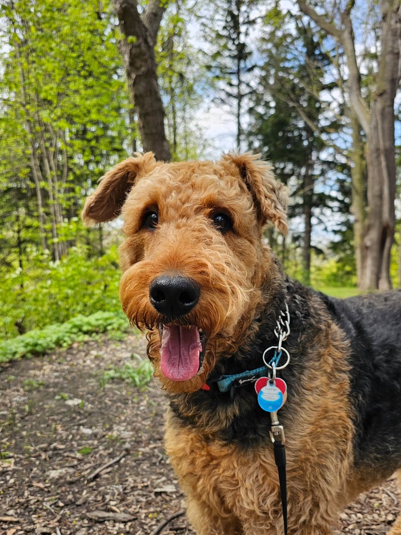An Airedale terrier mid-smile in the woods