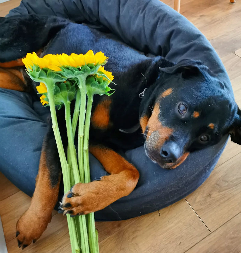 A Rottweiler lounging in a dog bed beside a bunch of sunflowers