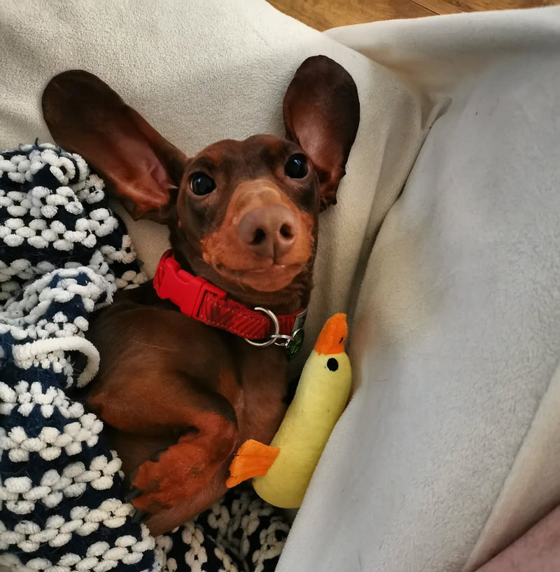 A dachshund with a red collar snuggled next to a plush duck toy