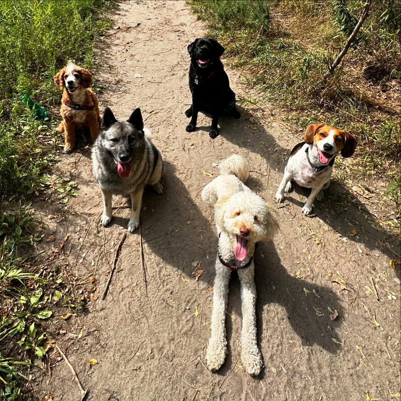 Five dogs sitting on a woodland trail, all eyes on the camera