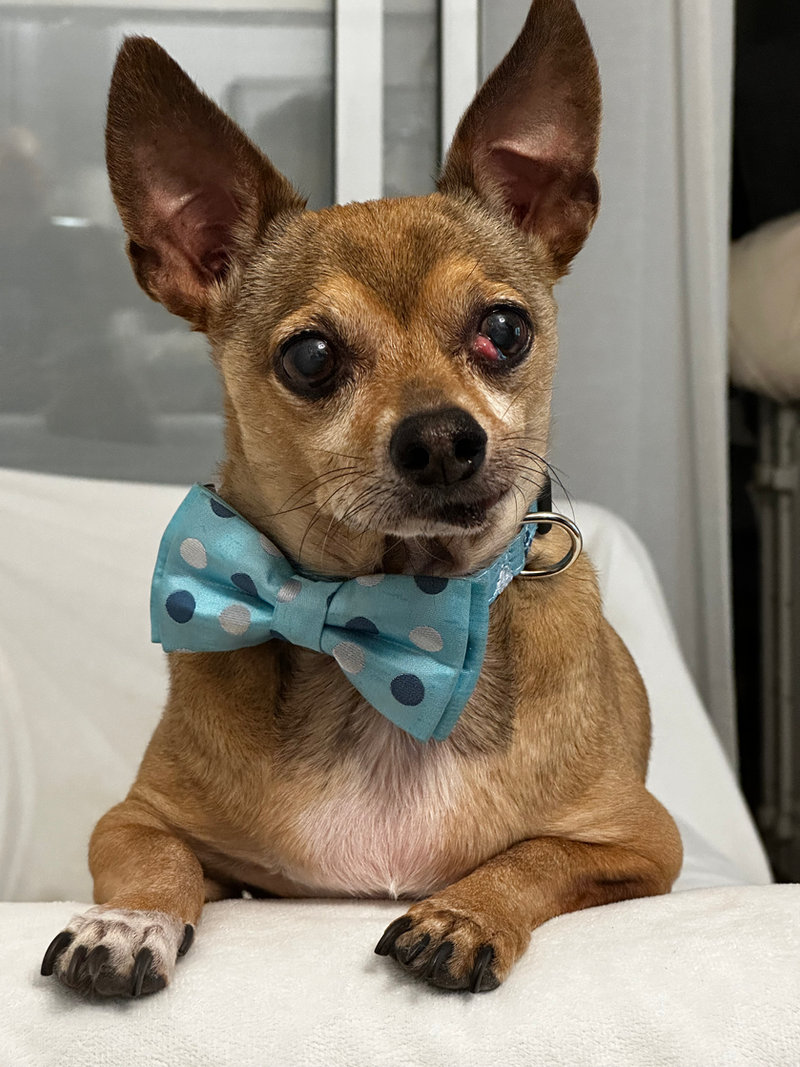 A chihuahua in a polka-dot bow tie sitting up on a bed