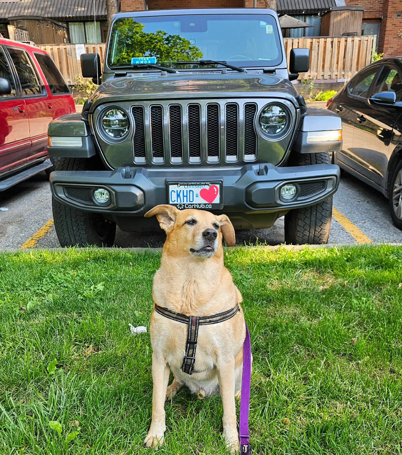 A tan Lab mix sitting proudly on the grass in front of the Jeepy Doggies Jeep