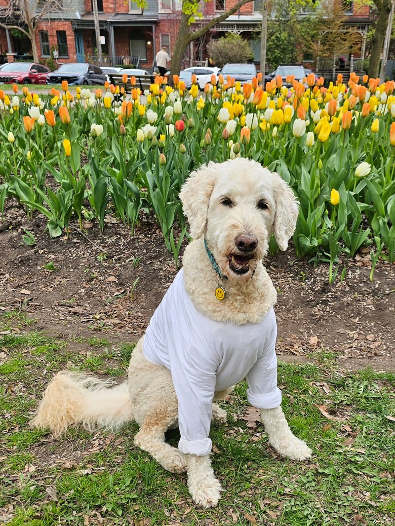 A doodle in a white tee holding a spring meeting at the tulip beds