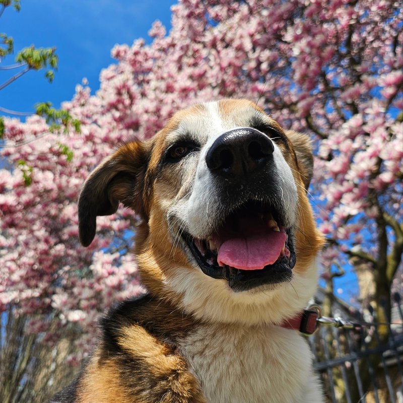 A shepherd mix beaming under the cherry blossoms