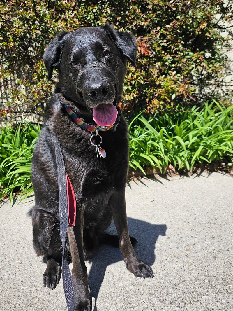 Cooper the black Lab smiling in a spring garden