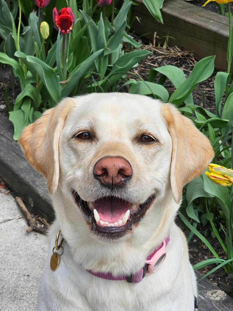 Dolly the yellow Lab beaming a huge open-mouthed smile in the garden