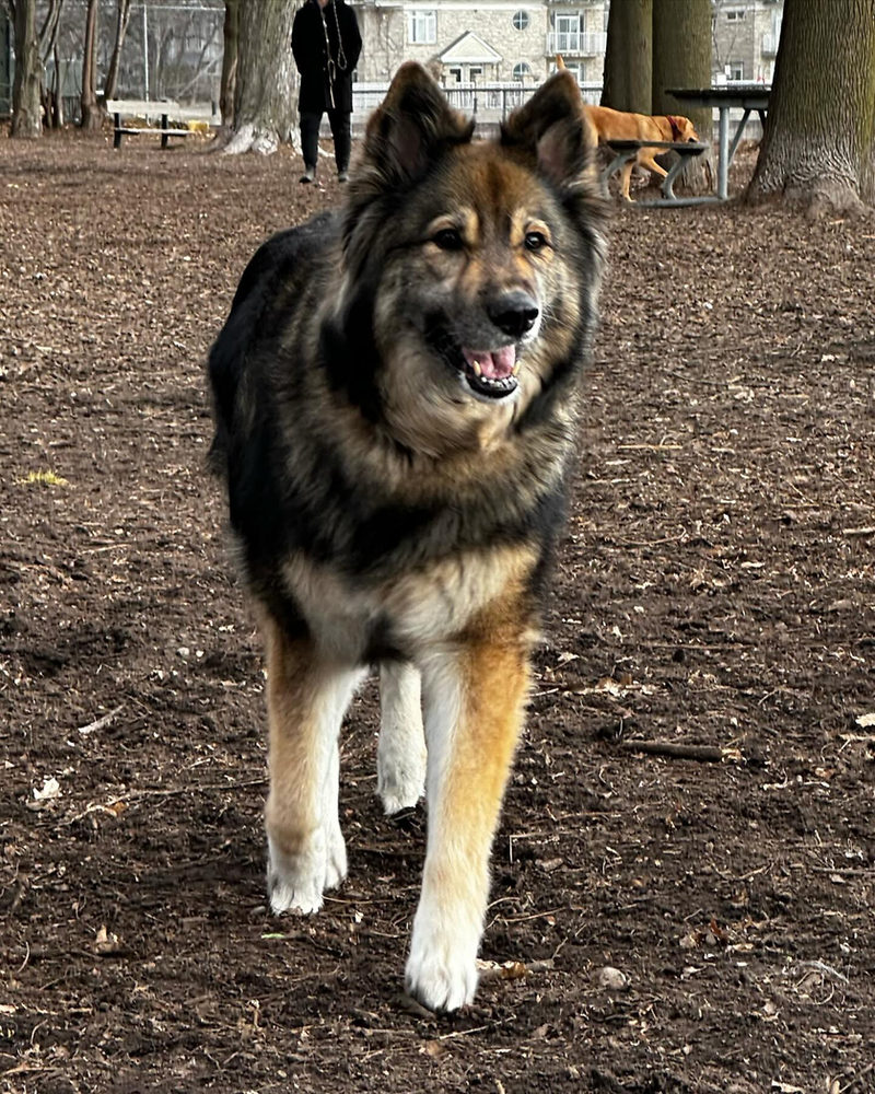 A large shepherd mix trotting through an off-leash dog park