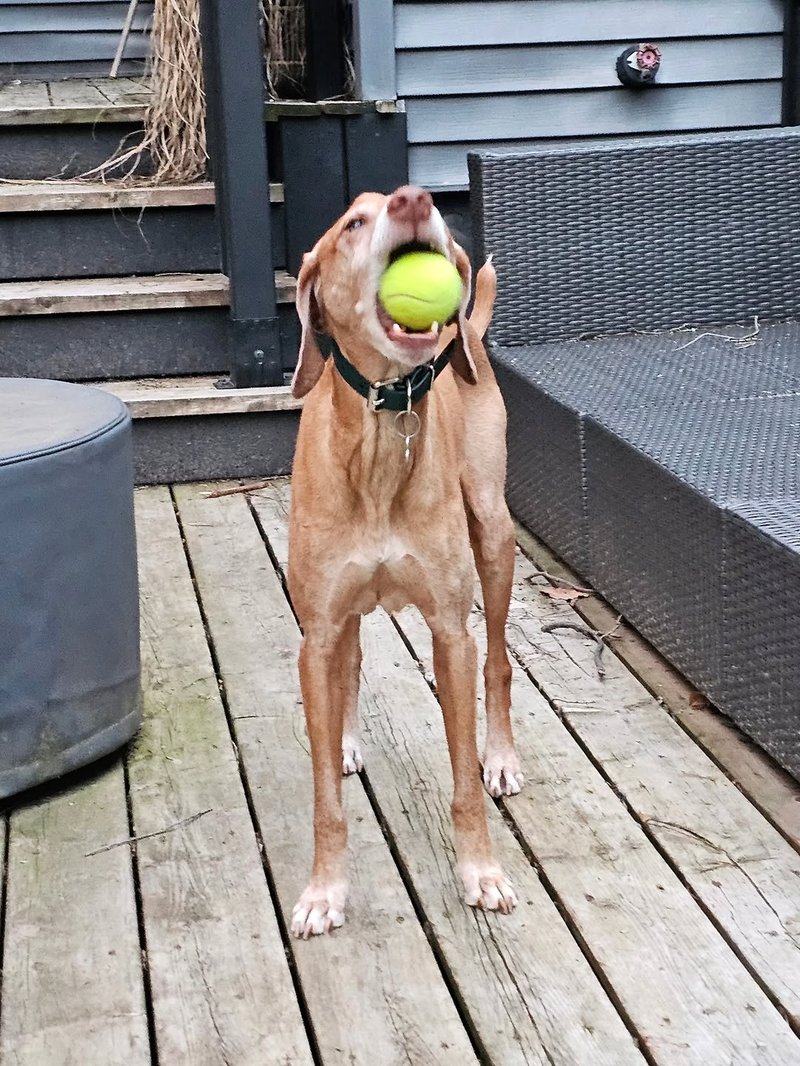 Mars with a tennis ball stuffed in his mouth