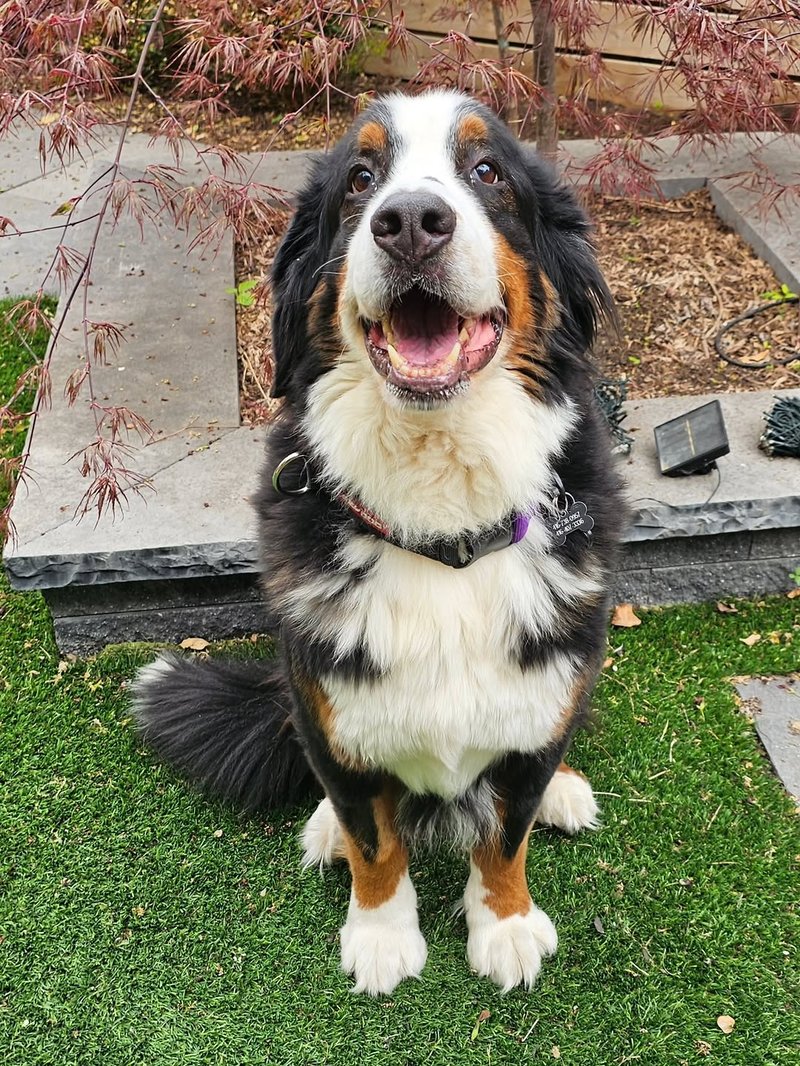 A Bernese mountain dog mid-smile, sitting on the back deck