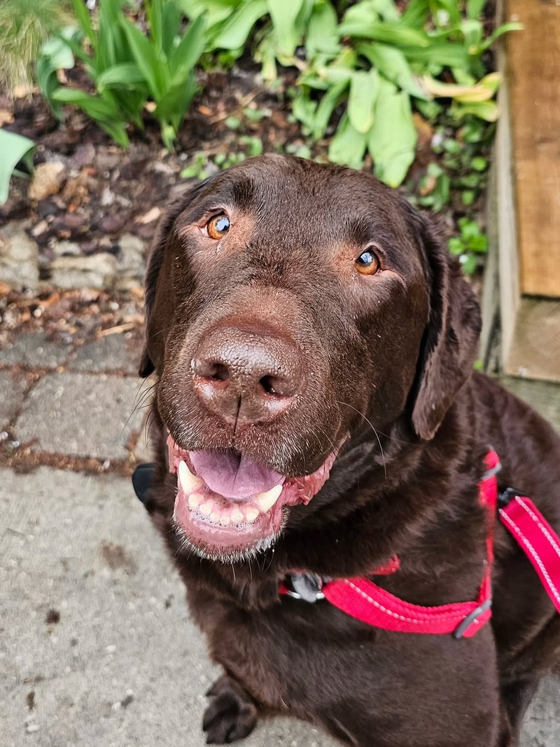 Stella the chocolate Lab grinning in her red harness