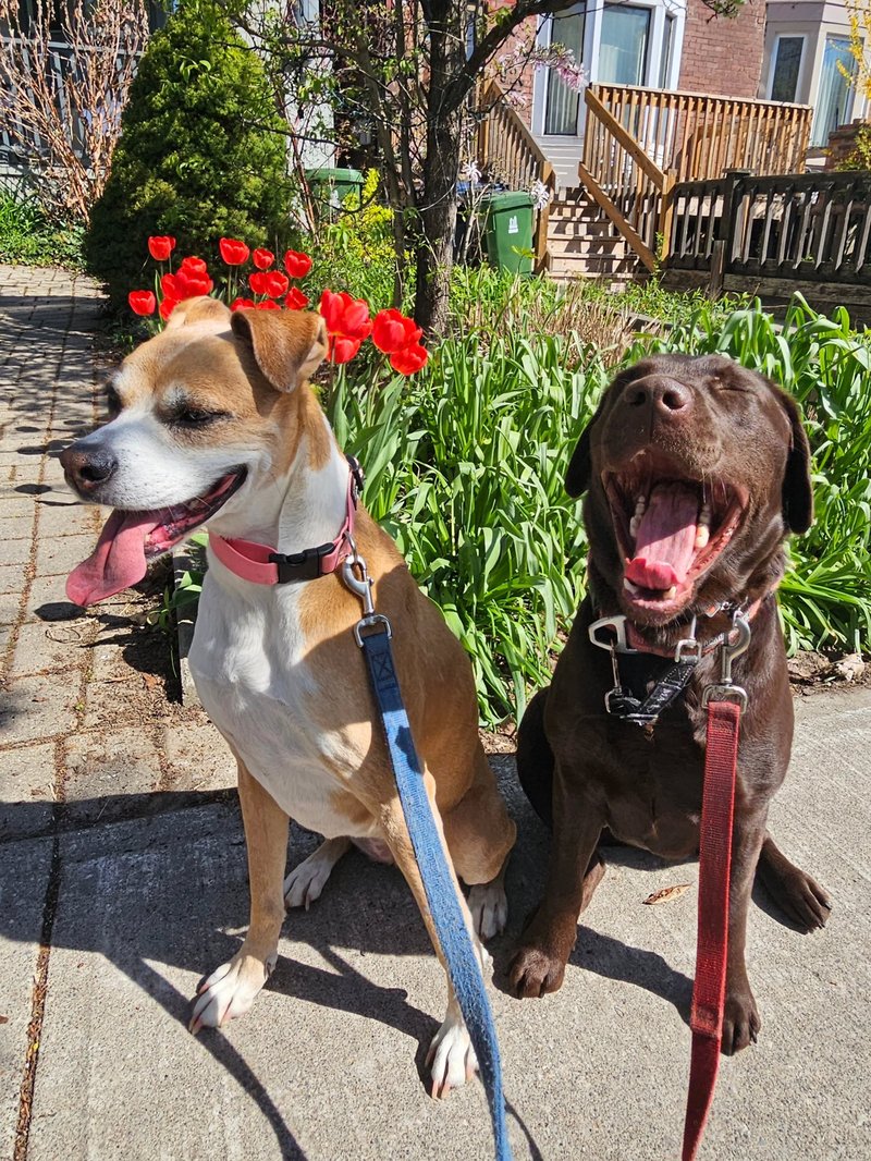 Two grinning dogs side by side under a canopy of red tulips