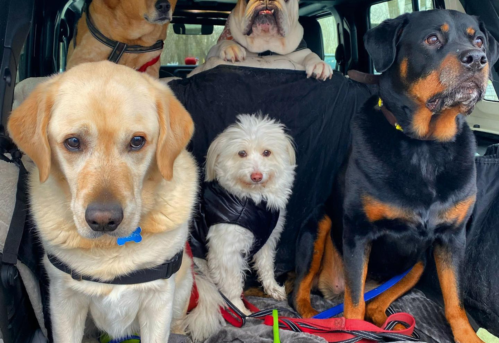 Five happy dogs, from a yellow Lab to a Rottweiler, sitting together in the back of the Jeepy Doggies Jeep