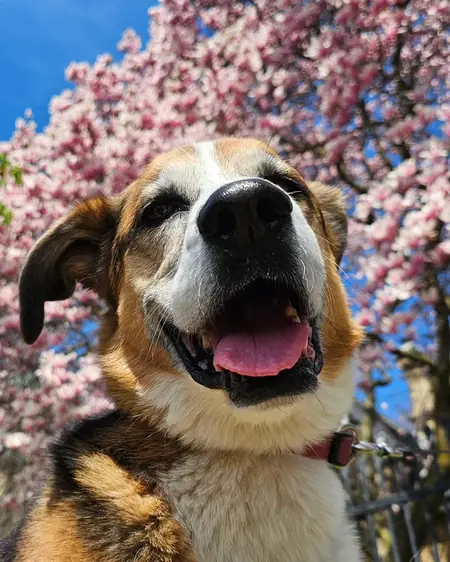 A shepherd mix beaming under the cherry blossoms