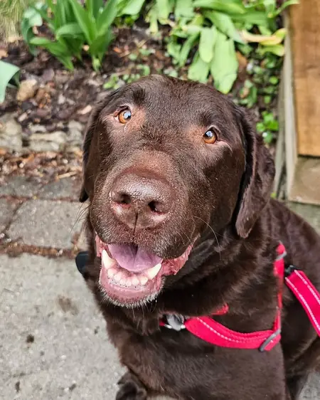 Stella the chocolate Lab grinning in her red harness