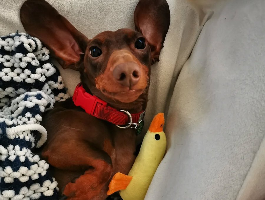A dachshund with a red collar snuggled up next to a plush duck toy