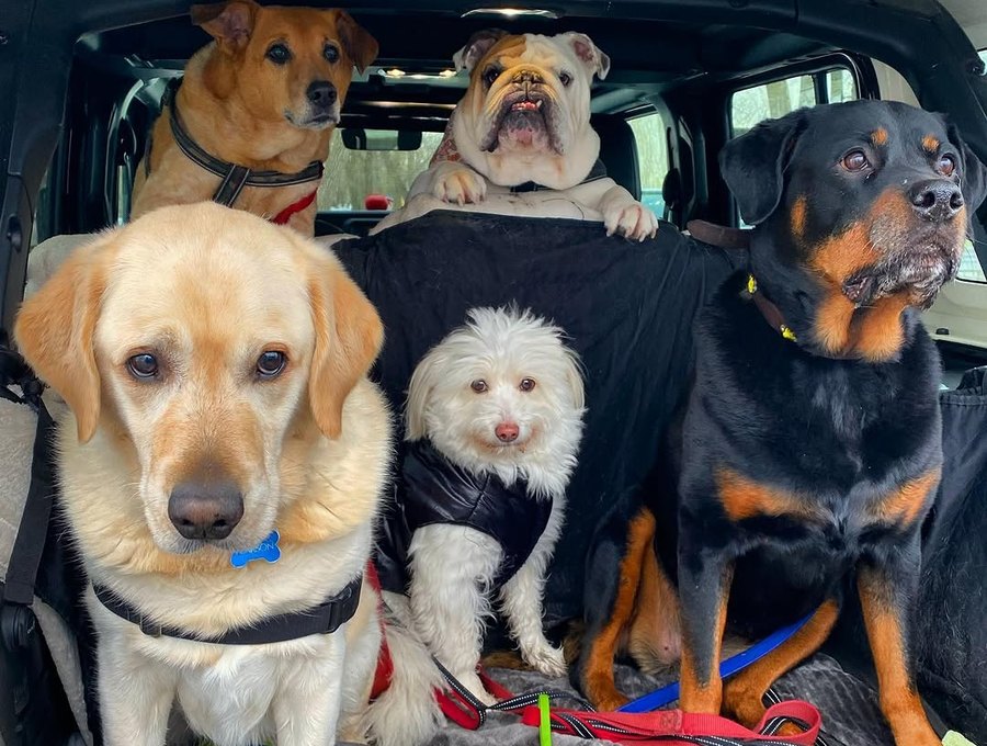 The pack and their toys piled happily in the back of the Jeep after a beach run