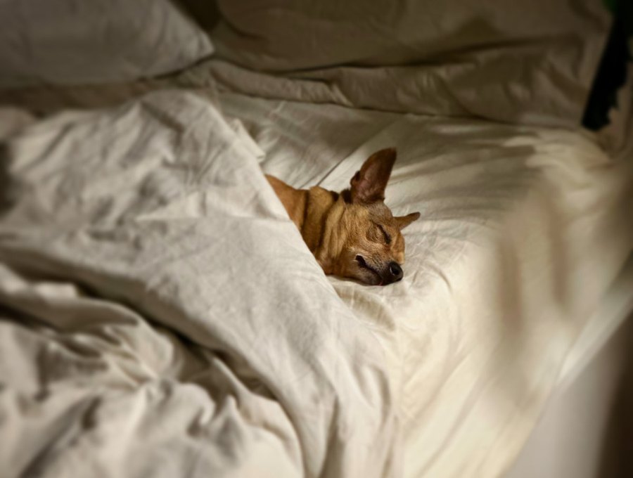 A small tan dog fast asleep, tucked into a white duvet