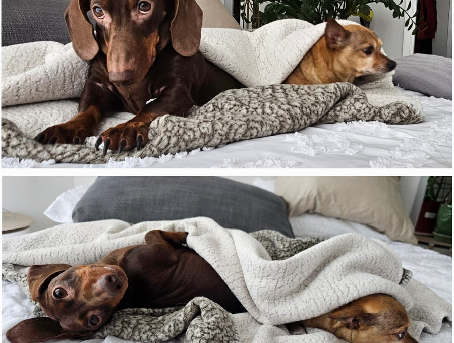 Two dachshunds tucked under blankets on a bed at home