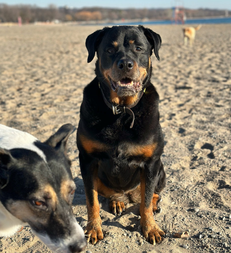Lucy sitting on the sand at the beach