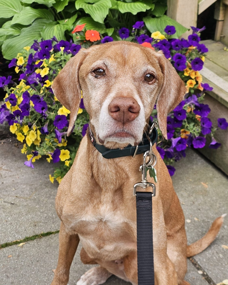 Mars sitting in front of a bed of petunias