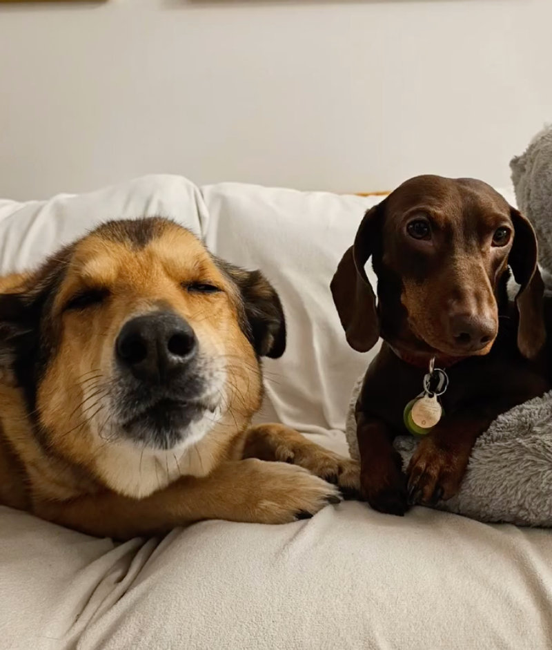Whiskey and Paddy curled up together on the sofa